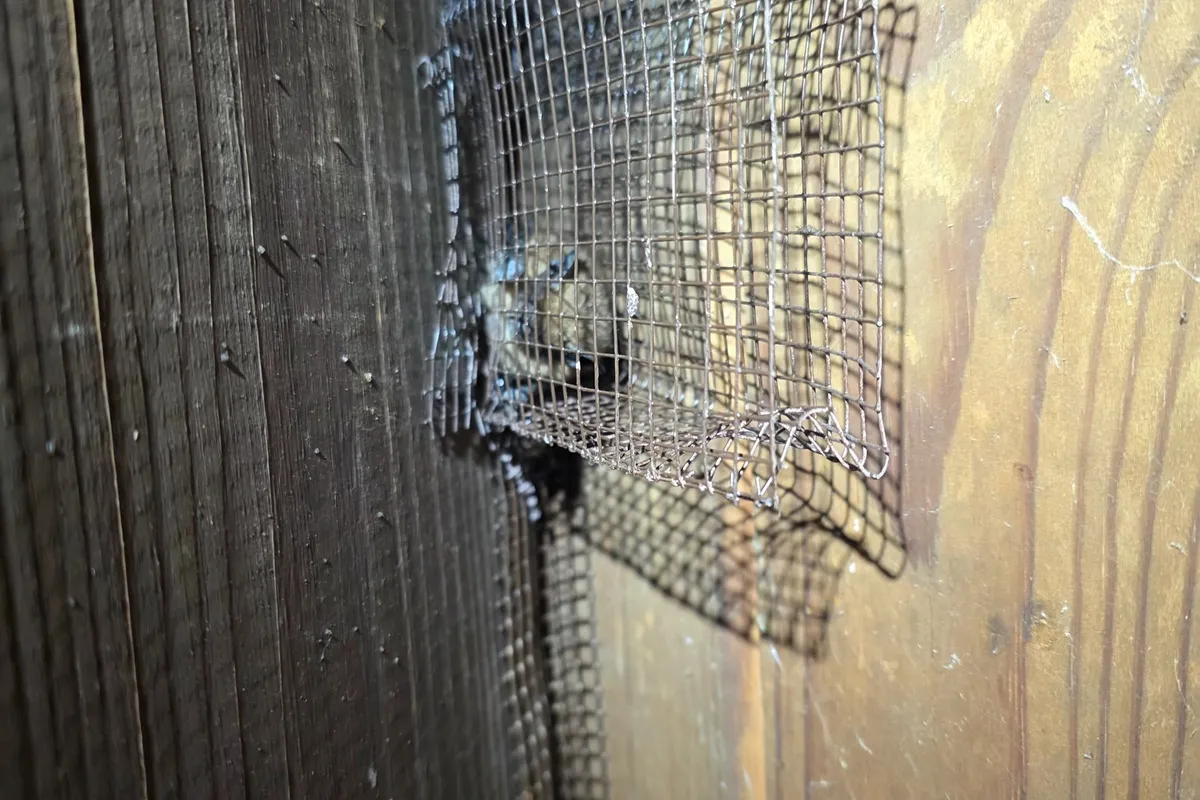 Animal Proofing job in the Hermosa Beach area