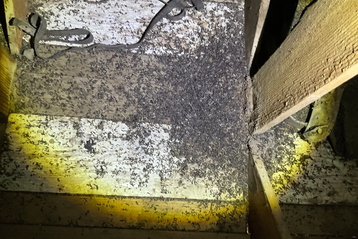 Attic Cleanup job in the Hermosa Beach area