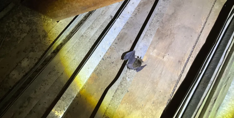 Attic Cleanup work completed by Hermosa Shoreline technicians