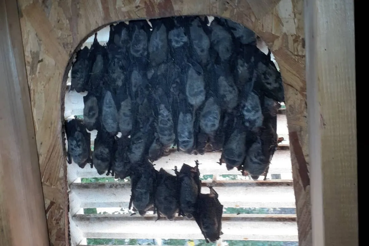 Bat Removal job in the Hermosa Beach area