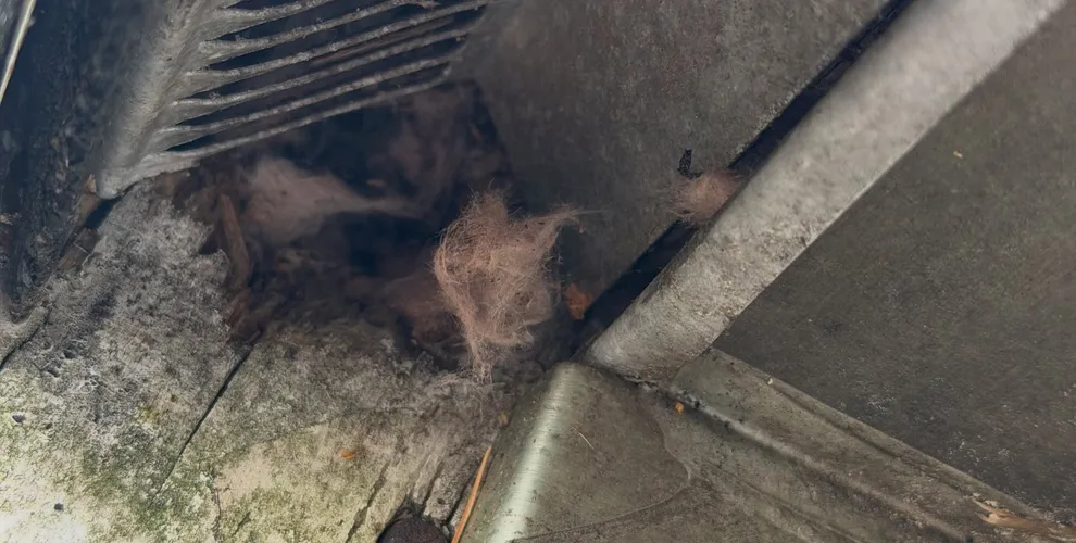 Bat Removal work completed by Hermosa Shoreline technicians