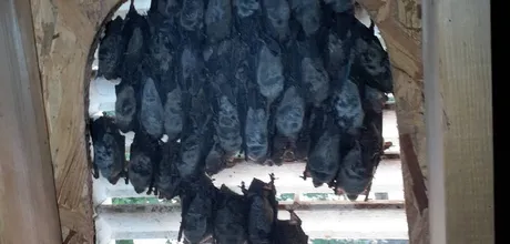 Bats roosting inside an attic vent
