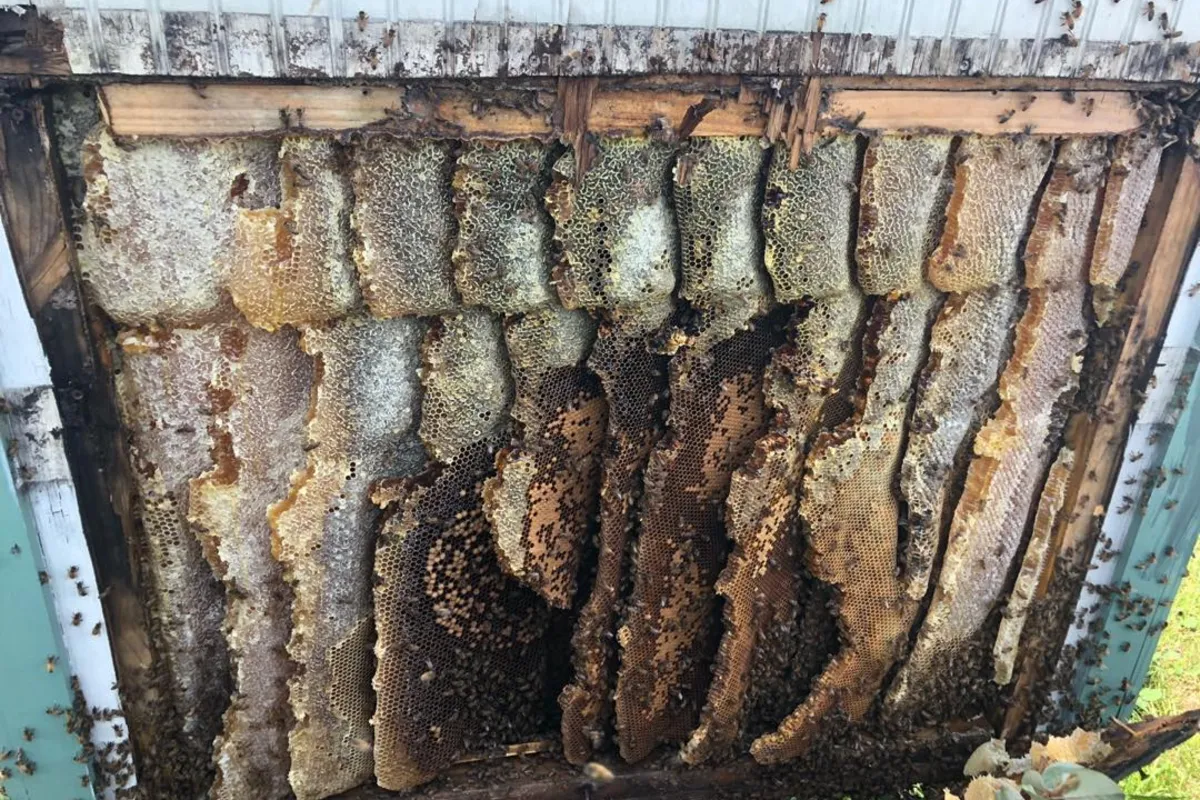 Bee Removal job in the Hermosa Beach area