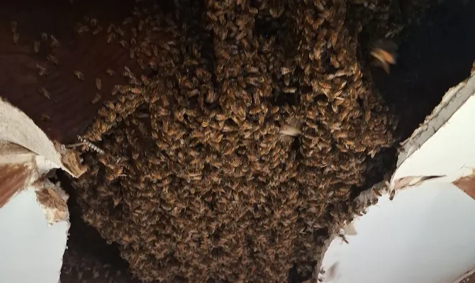 Bee Removal inspection by our technician
