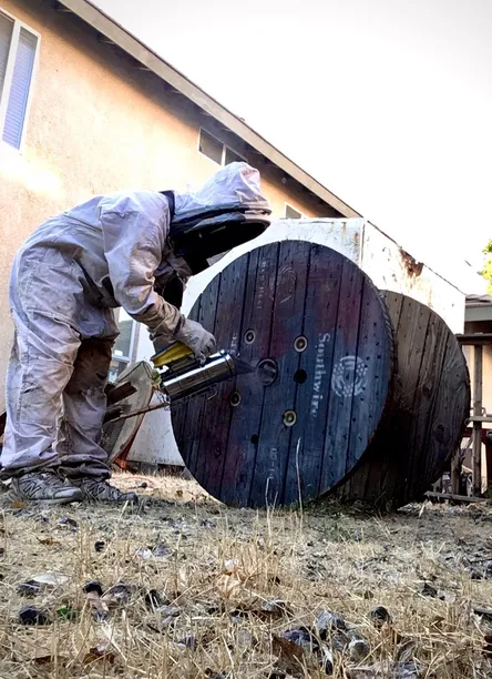 Technician in a full bee suit removing a live honeybee colony