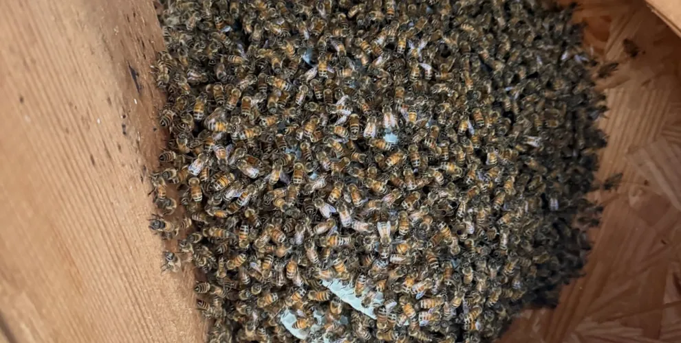 Bee Removal work completed by Hermosa Shoreline technicians