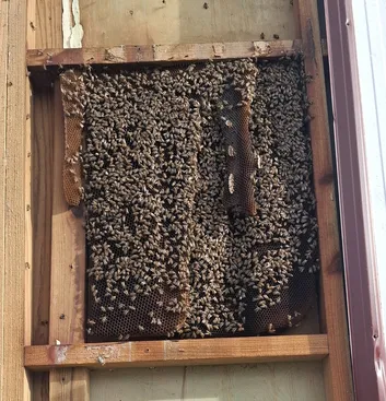 Honeybee colony exposed inside a wall in Hermosa Beach