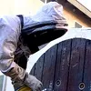 Lead technician in a bee suit