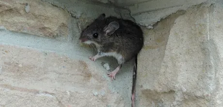 Mouse peeking out of a gap in a stone wall