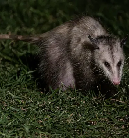 Opossum in a South Bay backyard at night