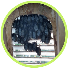 Bats removed in Hermosa Beach