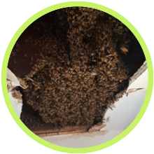 Bees and Wasps removed in Hermosa Beach