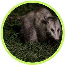 Raccoons and Opossums removed in Hermosa Beach