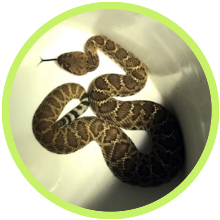 Snakes removed in Hermosa Beach