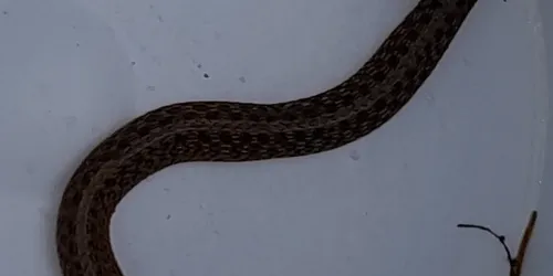 Detail from the snake removal job in Palos Verdes Estates