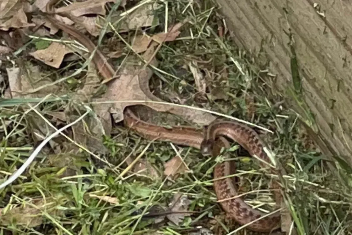 Backyard snake capture and relocation in Palos Verdes Estates, CA