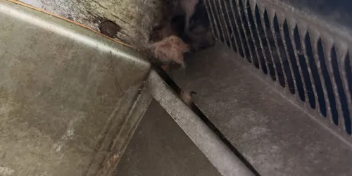 Detail from the bat removal job in El Segundo