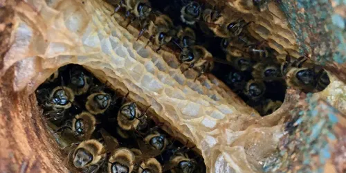 Detail from the bee removal job in Gardena
