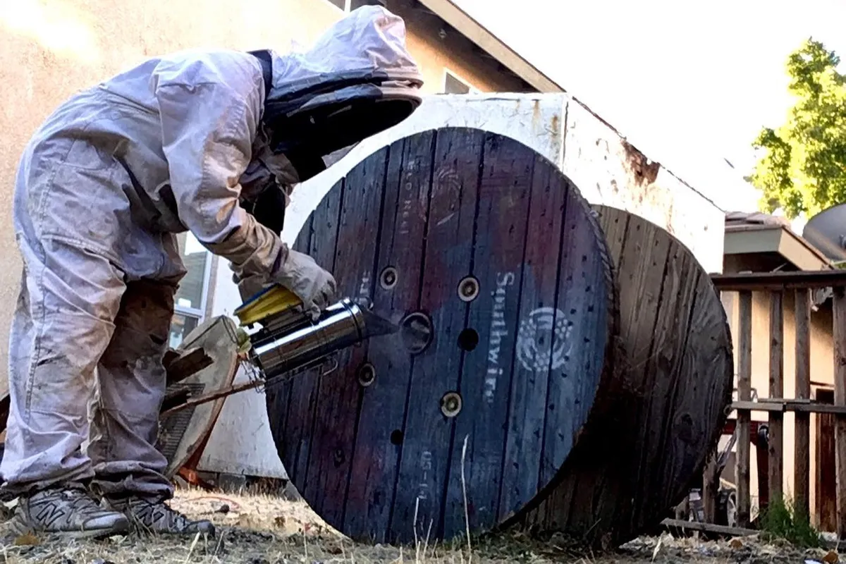 Live bee colony removal from a wooden cable spool in Gardena, CA
