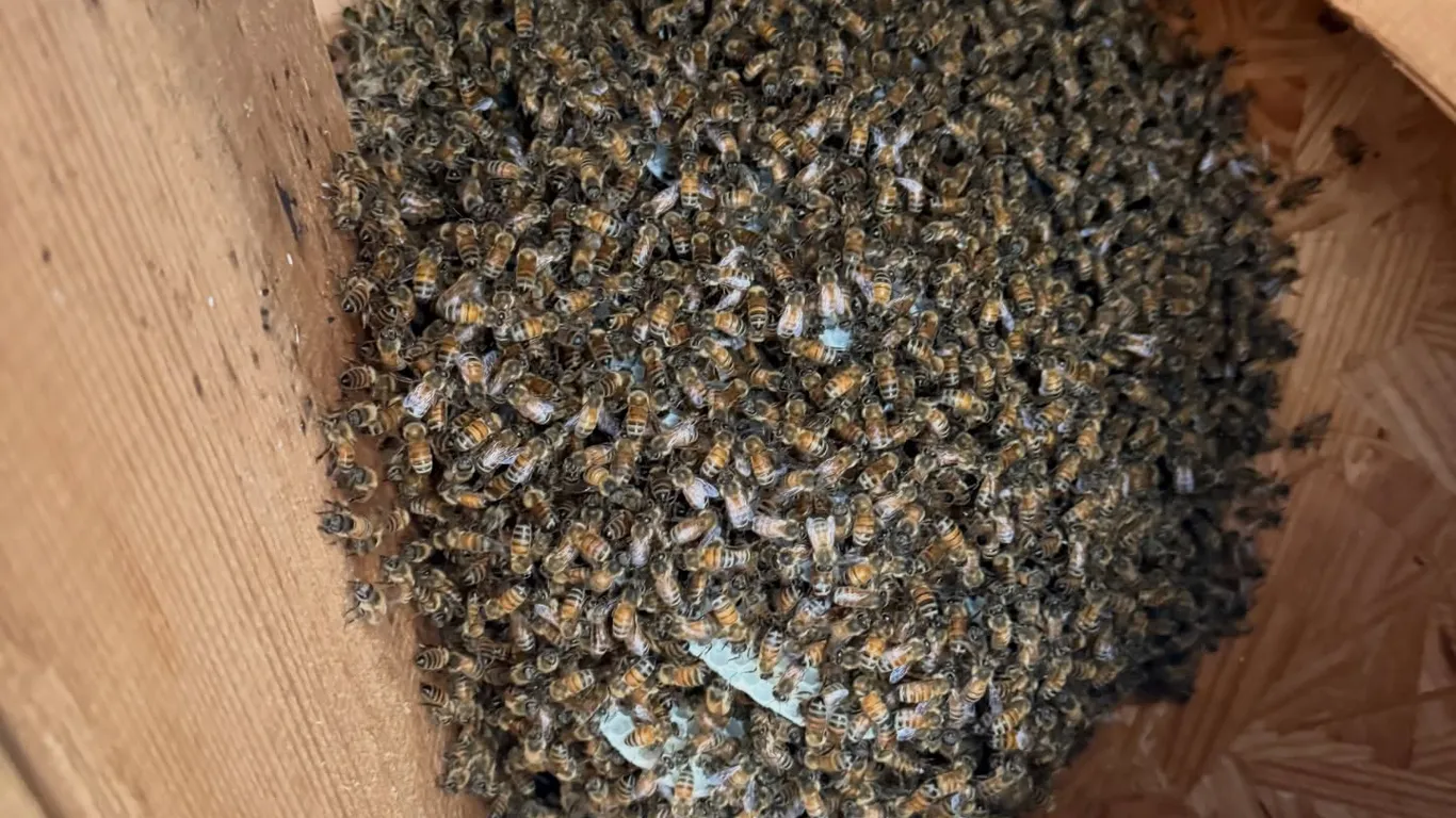 Honeybee hive removal from a living room ceiling in Hermosa Beach