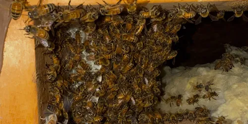 Detail from the bee removal job in Hermosa Beach