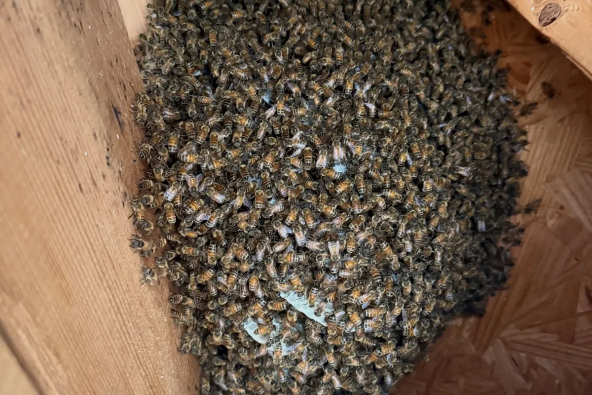 Honeybee hive removal from a living room ceiling in Hermosa Beach, CA