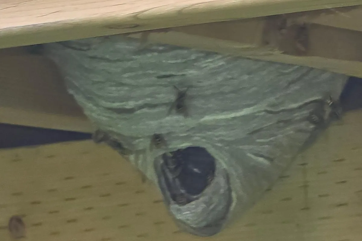 Aerial hornet nest removal under a garage eave in Manhattan Beach, CA