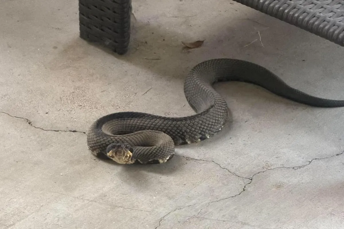 Snake removal from under patio furniture in Redondo Beach, CA