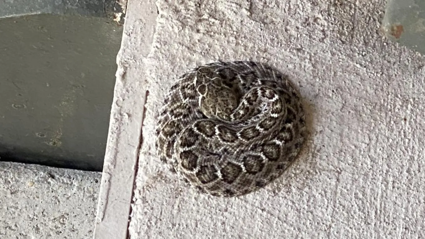 Rattlesnake removal from a front porch in Rancho Palos Verdes