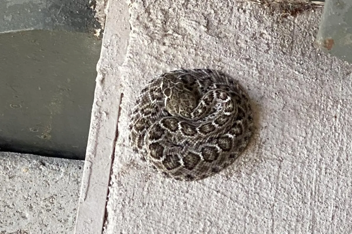 Rattlesnake removal from a front porch in Rancho Palos Verdes, CA