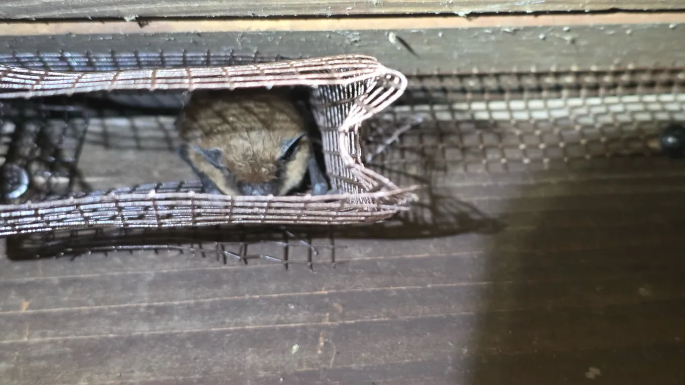 Roofline rodent exclusion on a two-story beach home in Hermosa Beach