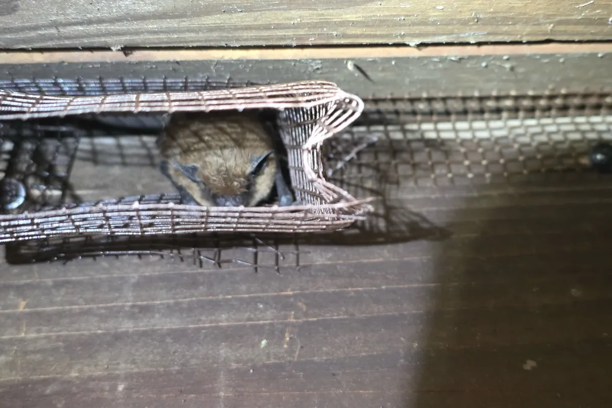 Roofline rodent exclusion on a two-story beach home in Hermosa Beach, CA
