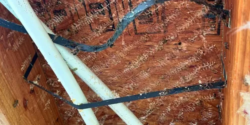 Detail from the bee removal job in Torrance