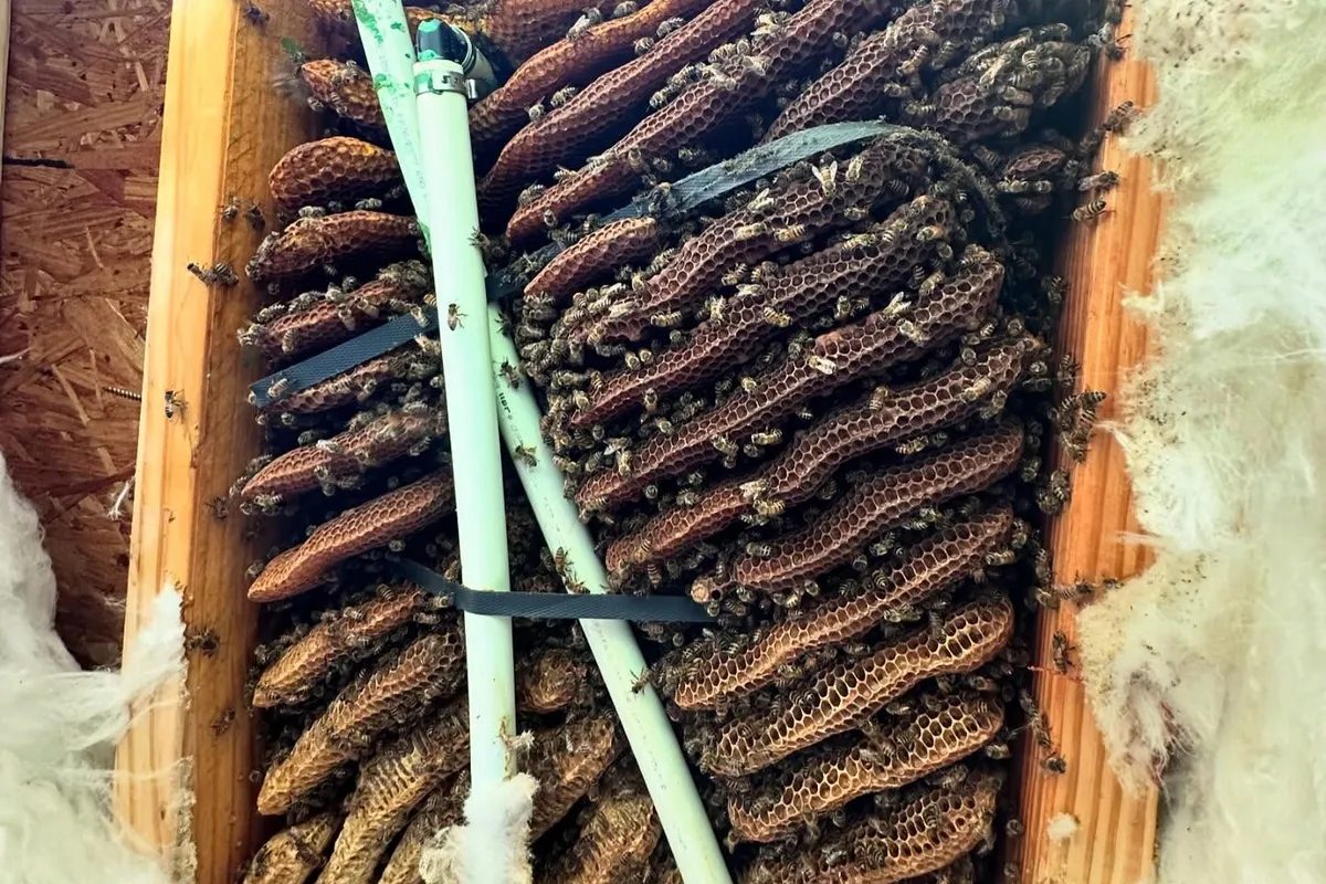 Honeycomb removal from an exterior wall cavity in Torrance, CA