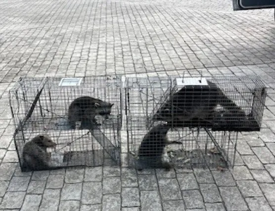 Humane live traps set for raccoons and opossums on a driveway
