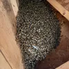 Recent bee removal job