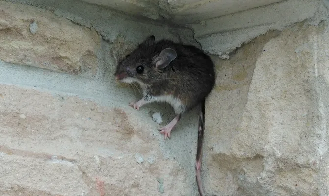 Rodent Control inspection by our technician