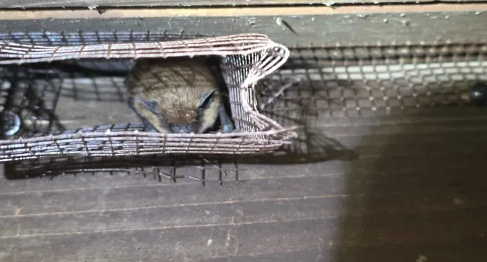 Steel mesh exclusion screen installed over a roof vent