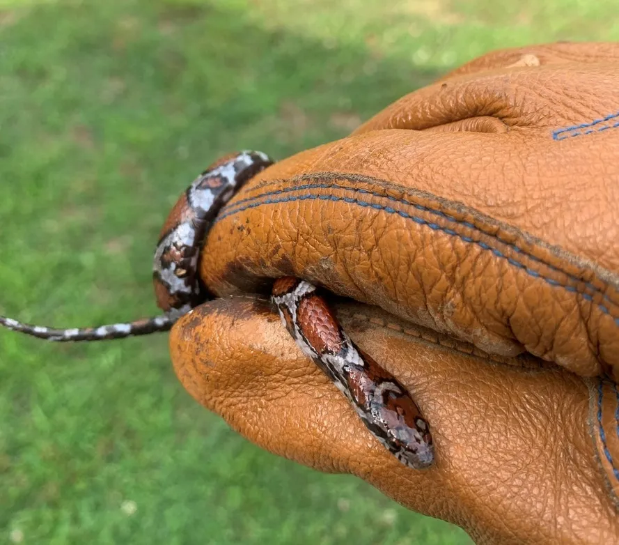 Technician holding a small snake with a leather safety glove