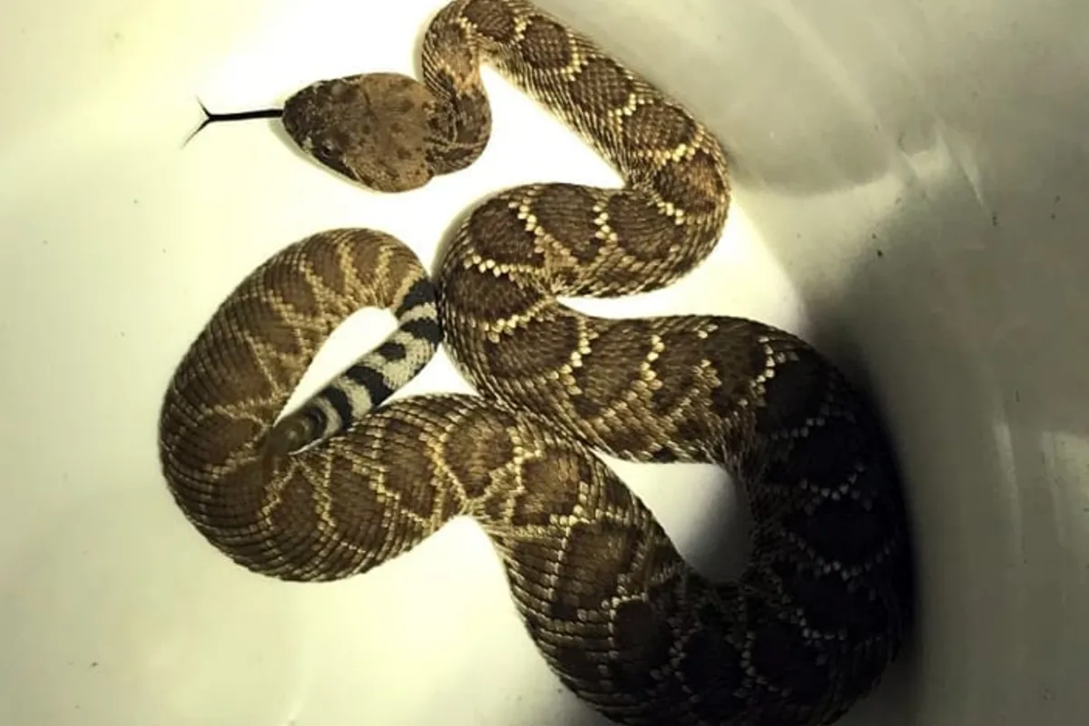 Snake Removal job in the Hermosa Beach area