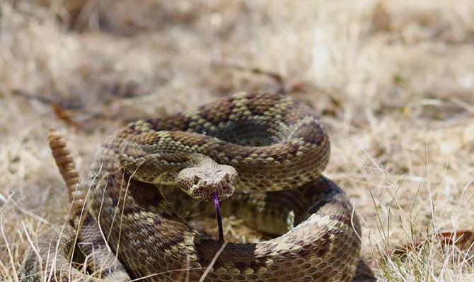 Snake Removal inspection by our technician