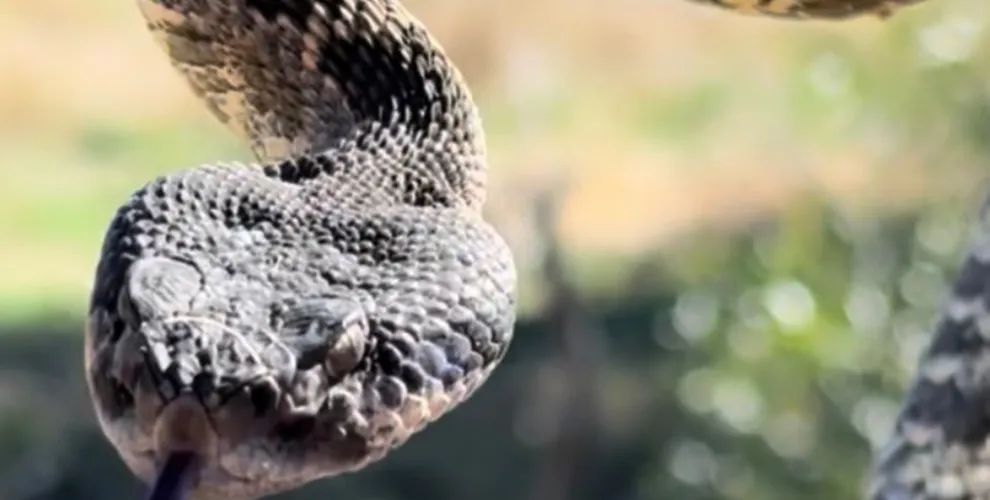 Snake Removal work completed by Hermosa Shoreline technicians