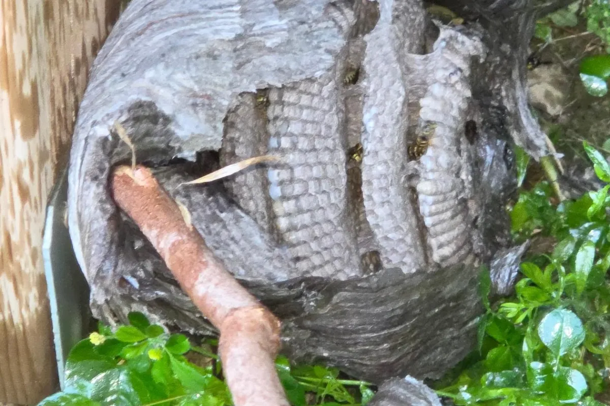 Wasp Nest Removal job in the Hermosa Beach area