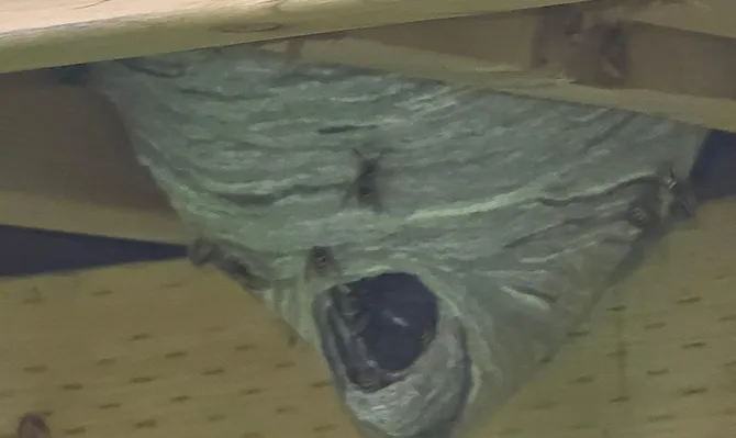 Wasp Nest Removal inspection by our technician