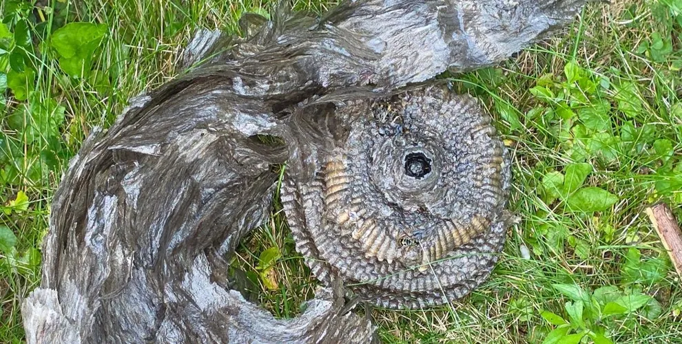 Wasp Nest Removal work completed by Hermosa Shoreline technicians