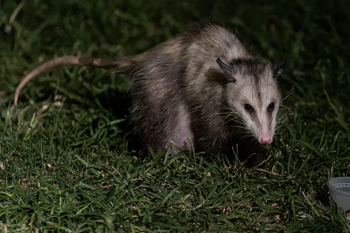 Wildlife Removal job in the Hermosa Beach area