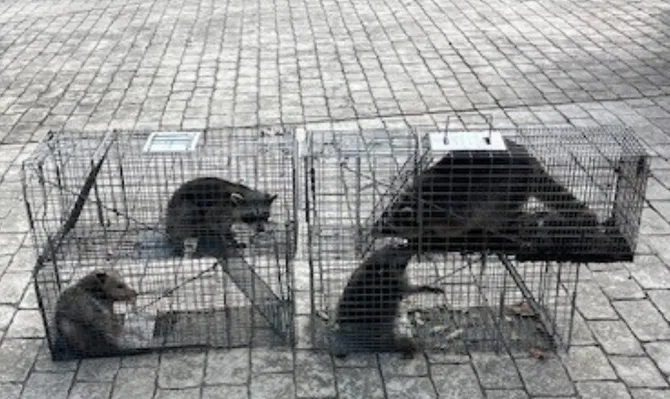 Wildlife Removal inspection by our technician